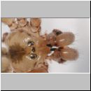 Pholcus phalangioides - Grosse Zitterspinne 07 9mm.jpg